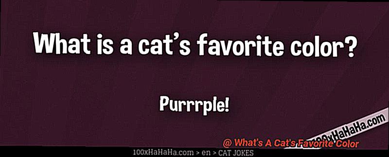 What's A Cat's Favorite Color-5