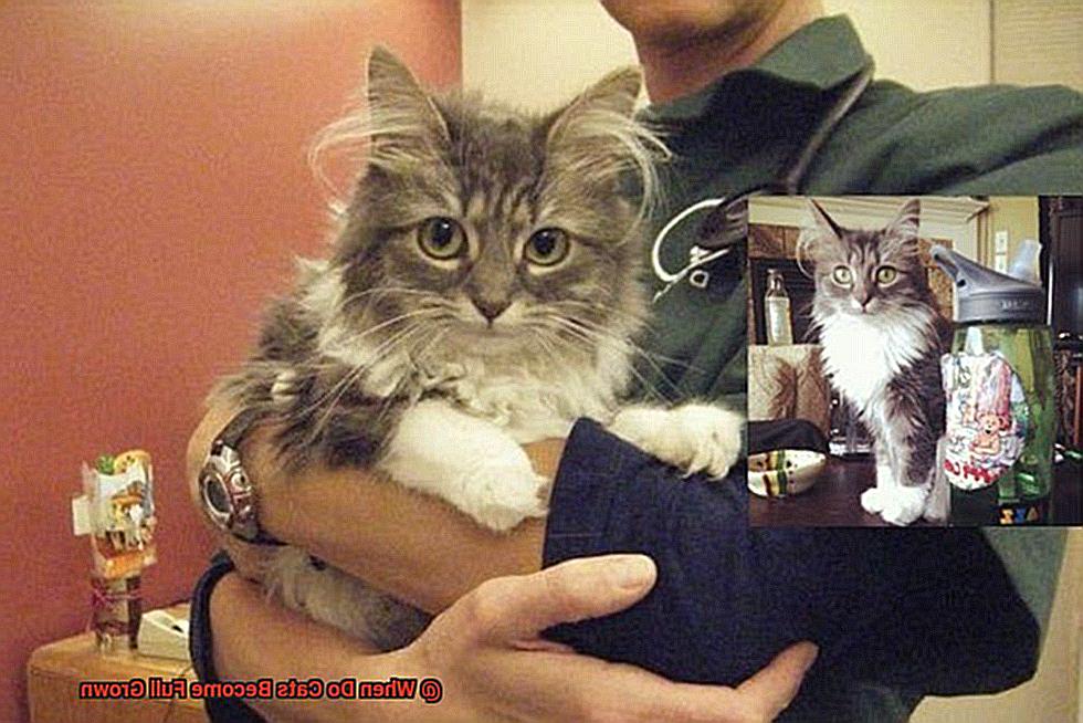 When Do Cats Full Grown?