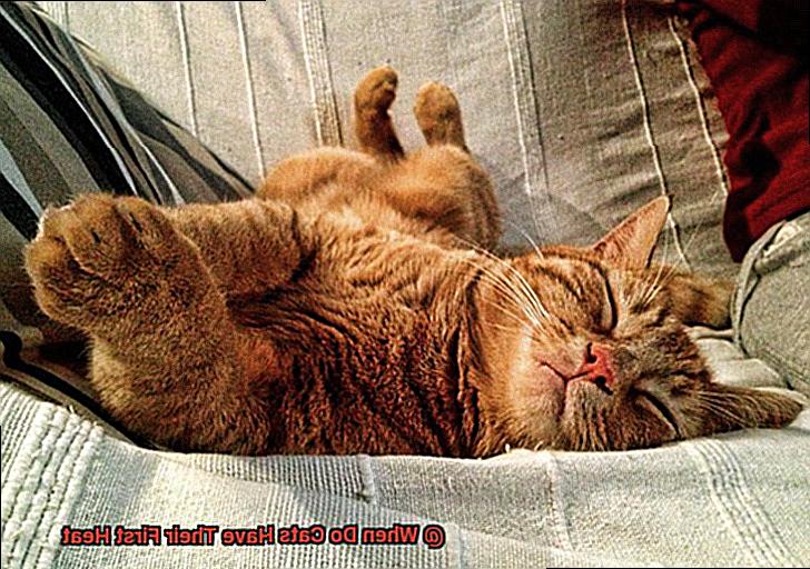 When Do Cats Have Their First Heat?