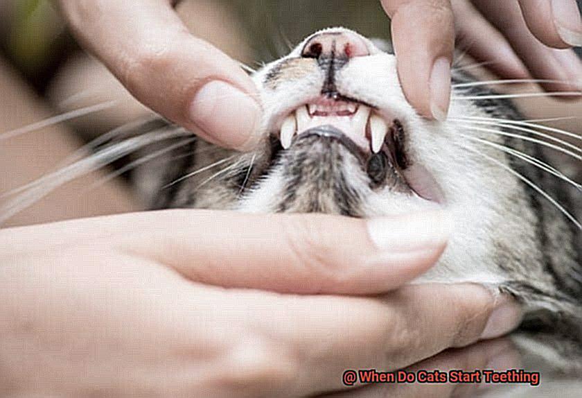 When Do Cats Start Teething-2