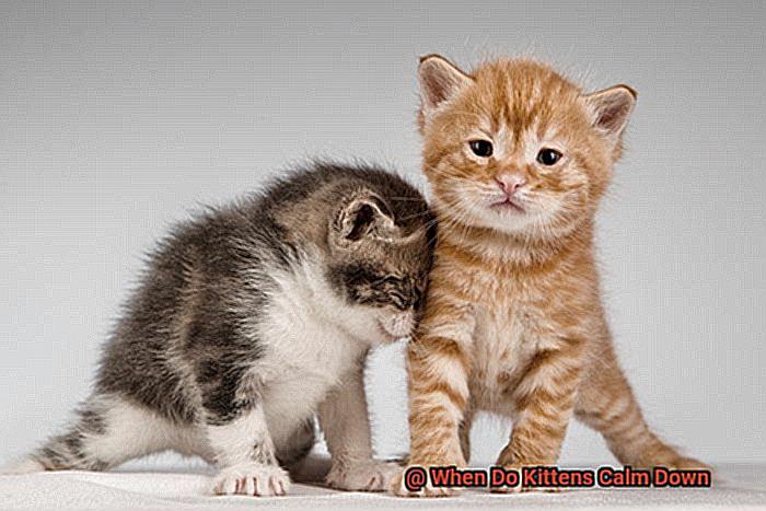 When Do Kittens Calm Down-4