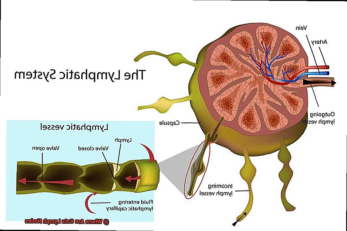 Where Are Cats Lymph Nodes-3