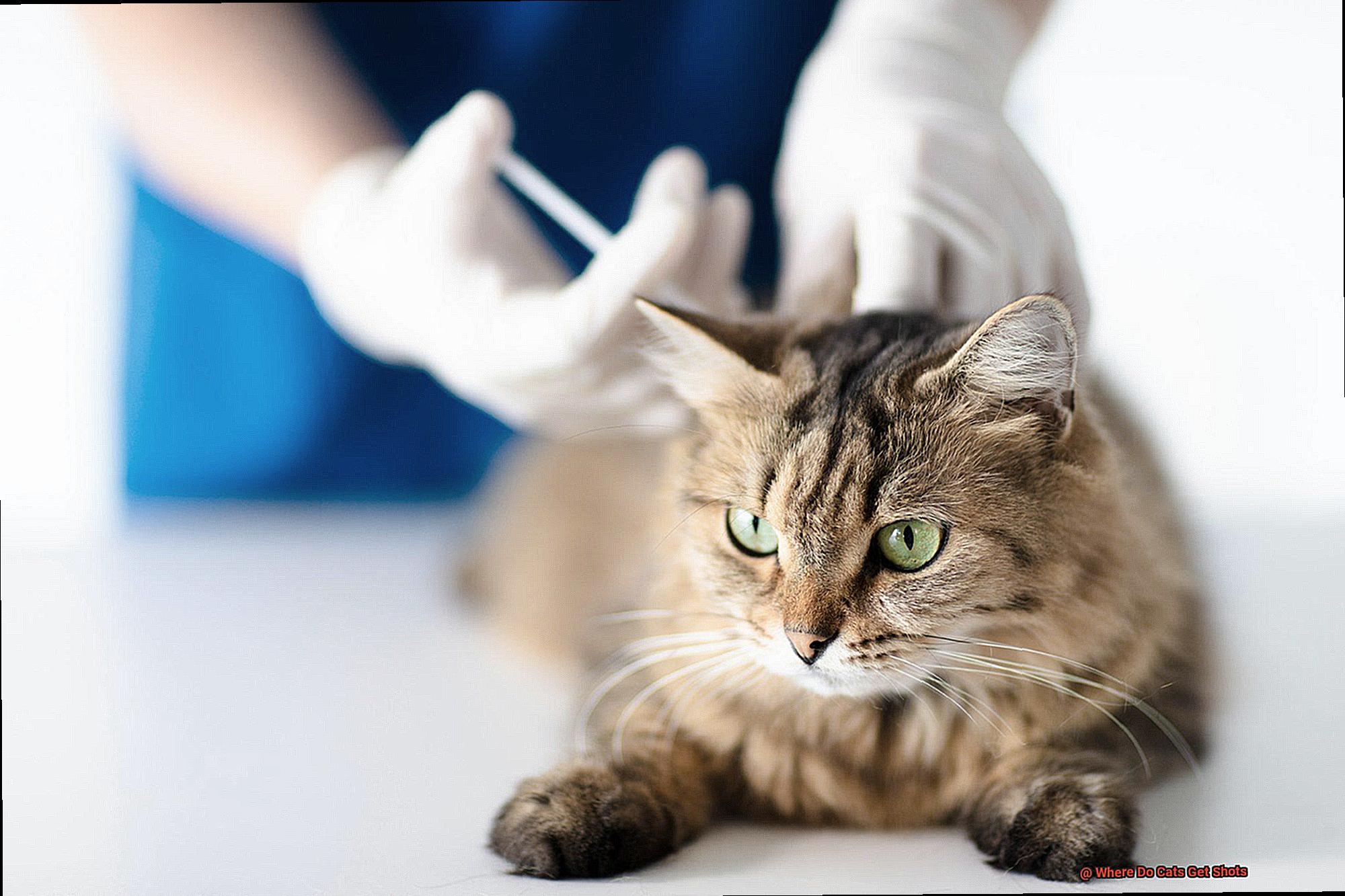where-do-cats-get-shots-21cats