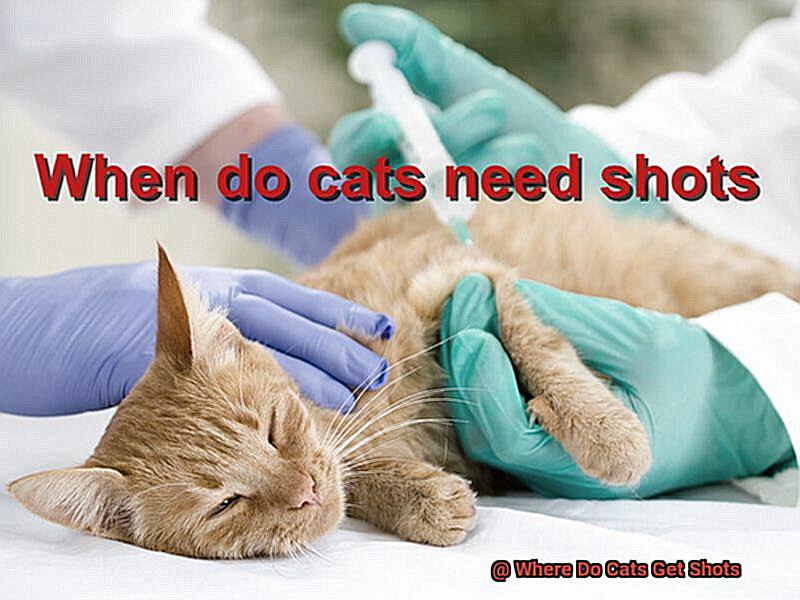 Where Do Cats Get Shots 21Cats where-do-cats-get-shots-21cats