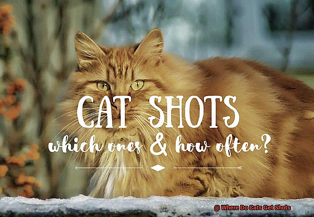 Where Do Cats Get Shots 21Cats where-do-cats-get-shots-21cats