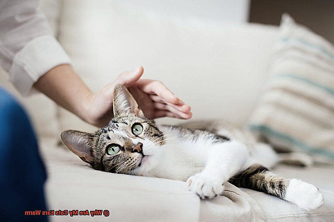 Why Are My Cats Ears Warm?