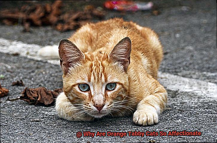Why Are Orange Tabby Cats So Affectionate-3