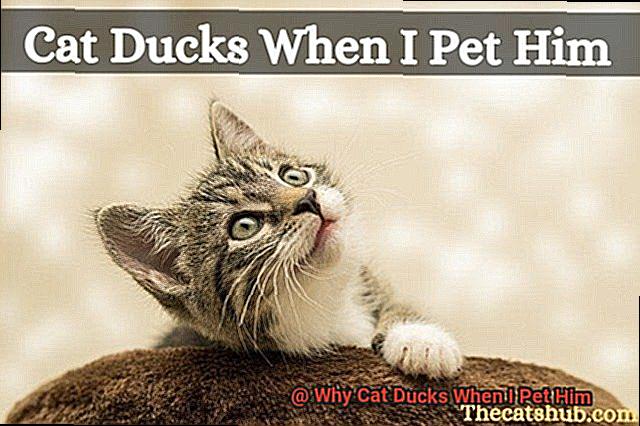 Why Cat Ducks When I Pet Him-2