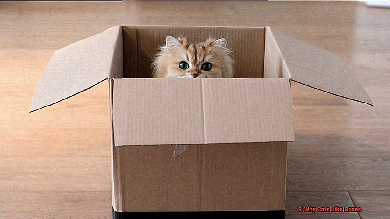 Why Cats Like Boxes 8571564234