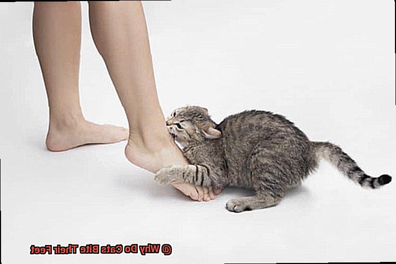 Why Do Cats Bite Their Feet-2