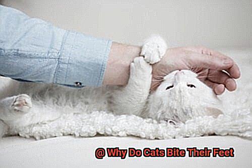 Why Do Cats Bite Their Feet-6