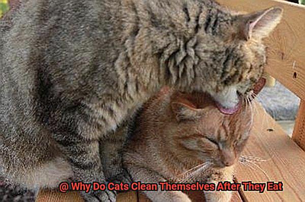 Why Do Cats Clean Themselves After They Eat-4