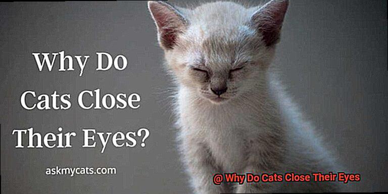 Why Do Cats Close Their Eyes-4
