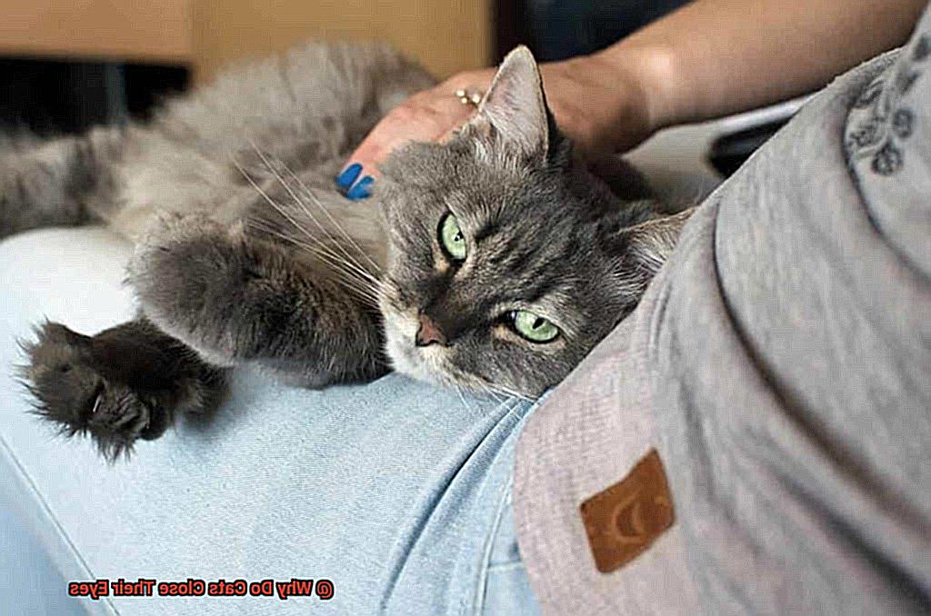 Why Do Cats Close Their Eyes-3