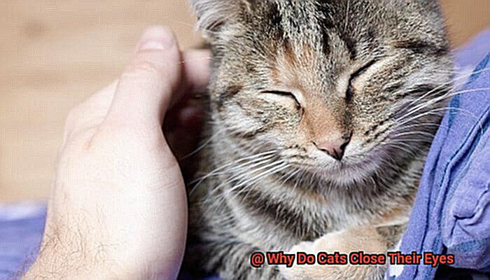 Why Do Cats Close Their Eyes-7