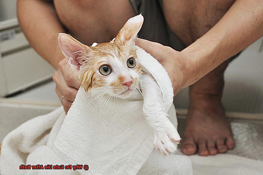 Why Do Cats Die After Bath-4