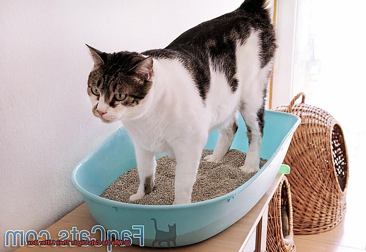Why Do Cats Dig In Their Litter Box-4