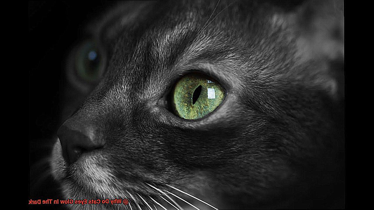 Why Do Cats Eyes Glow In The Dark?
