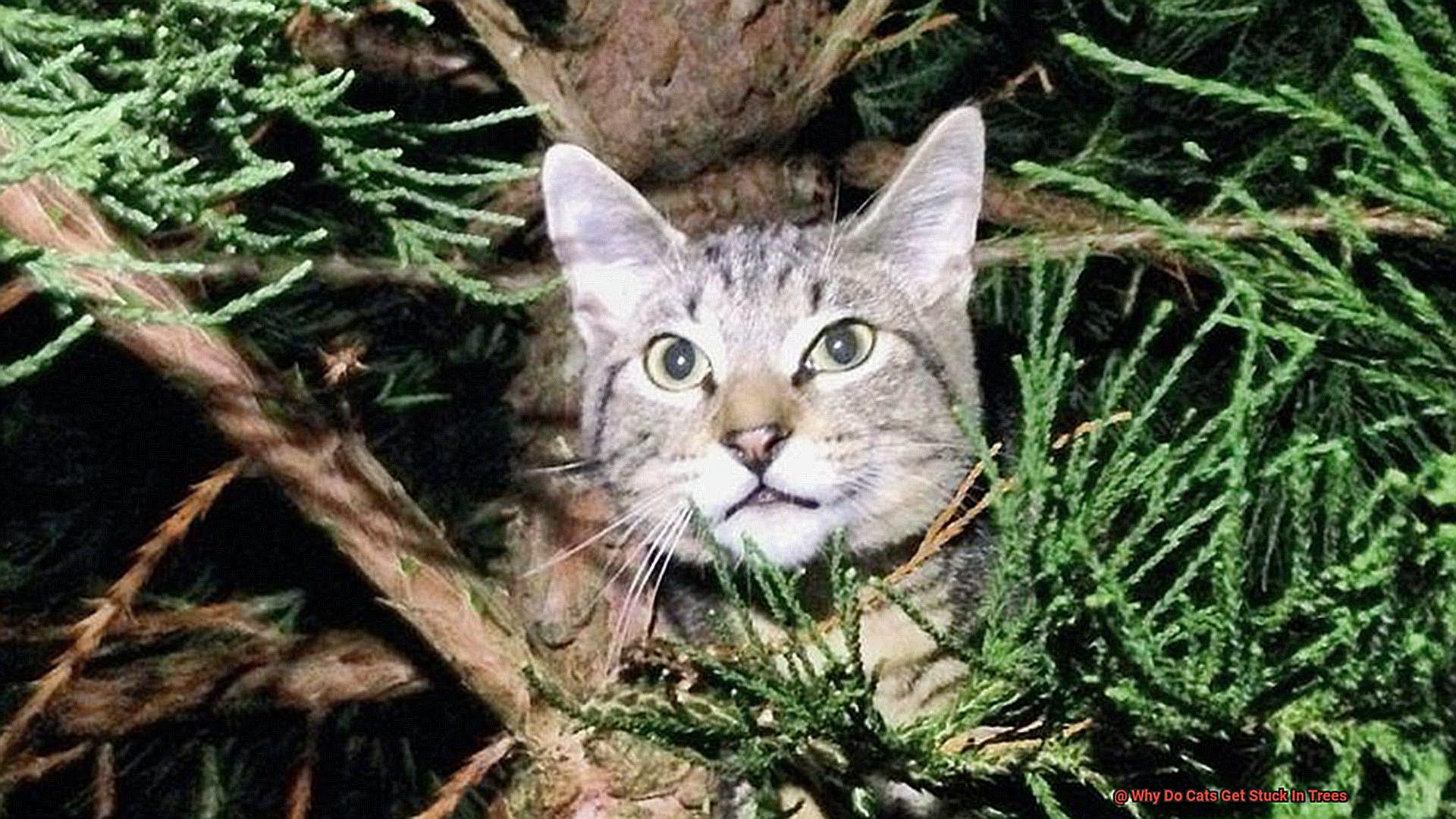 Why Do Cats Get Stuck In Trees?