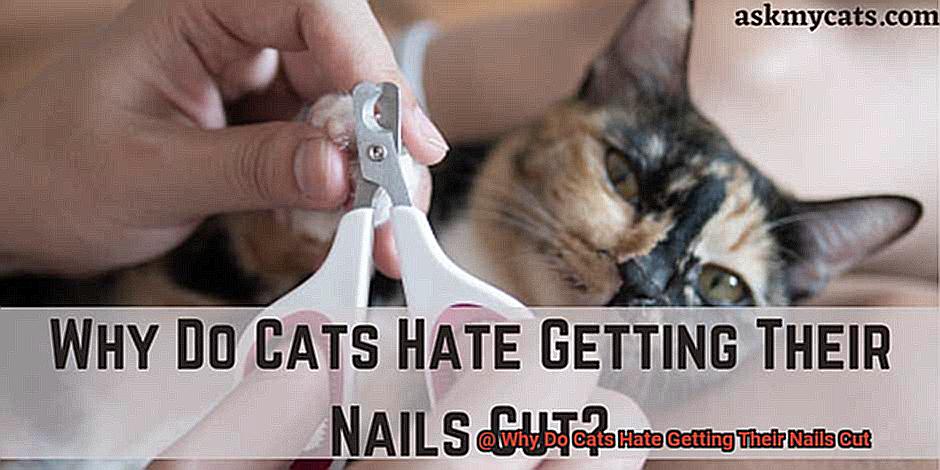 Why Do Cats Hate Getting Their Nails Cut-9
