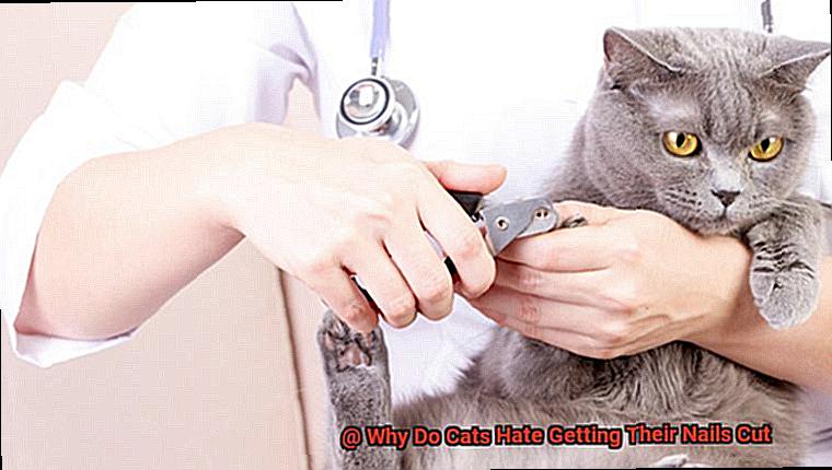 Why Do Cats Hate Getting Their Nails Cut-13