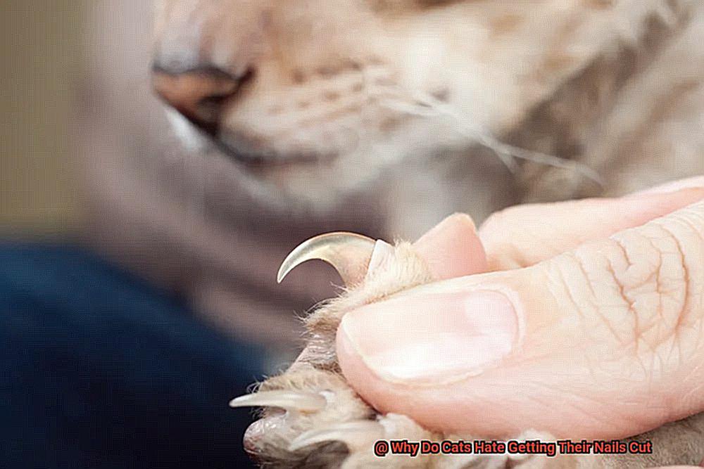 Why Do Cats Hate Getting Their Nails Cut-7