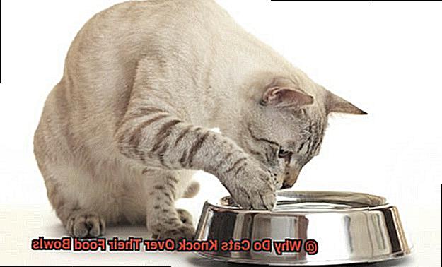 Why Do Cats Knock Over Their Food Bowls-7