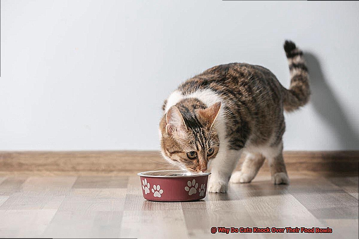 Why Do Cats Knock Over Their Food Bowls-2