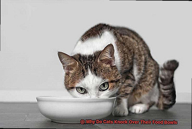 Why Do Cats Knock Over Their Food Bowls-6