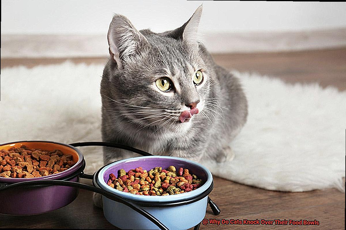 Why Do Cats Knock Over Their Food Bowls-8