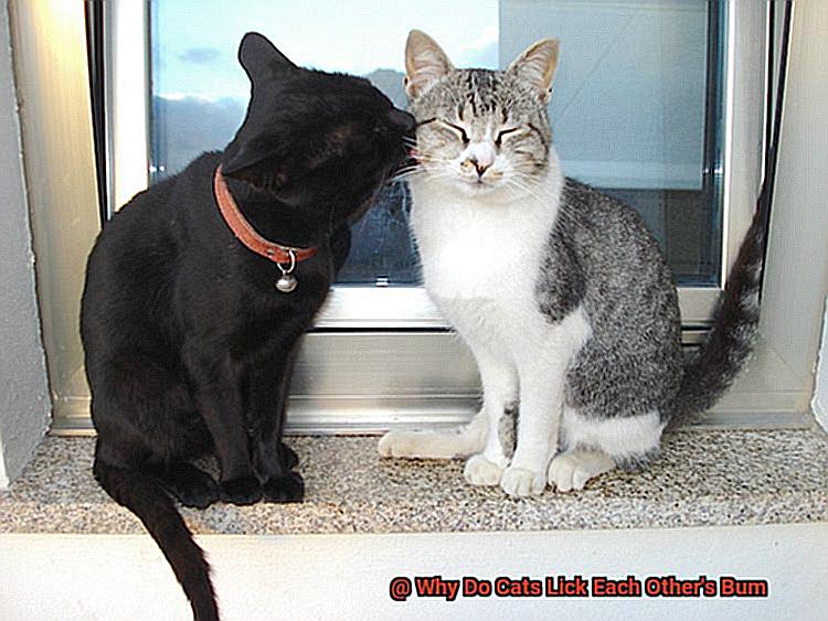 Why Do Cats Lick Each Other's Bum-4