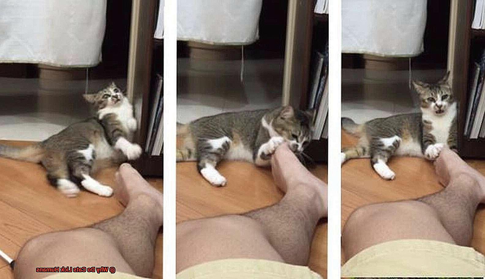 Why Do Cats Lick Humans?