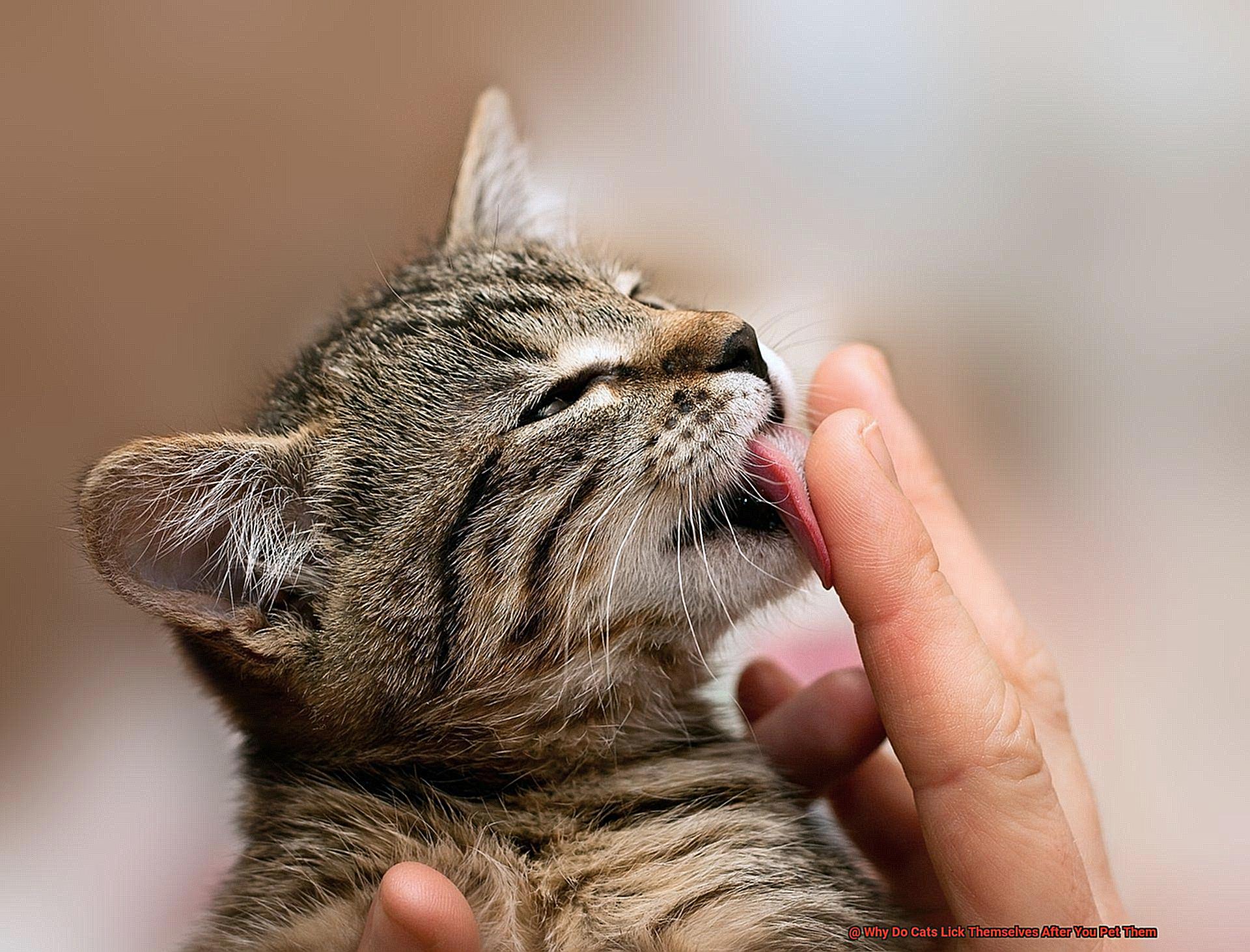 Why Do Cats Lick Themselves After You Pet Them-4