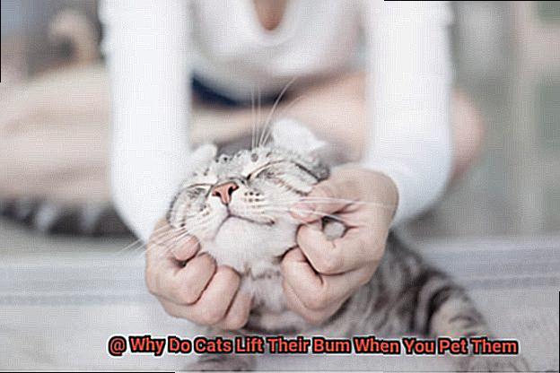 Why Do Cats Lift Their Bum When You Pet Them-4