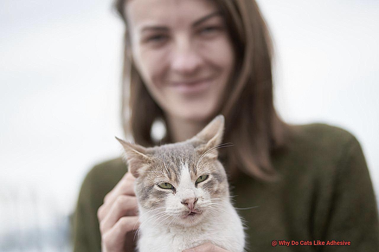 Why Do Cats Like Adhesive-3