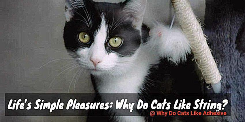 Why Do Cats Like Adhesive-2
