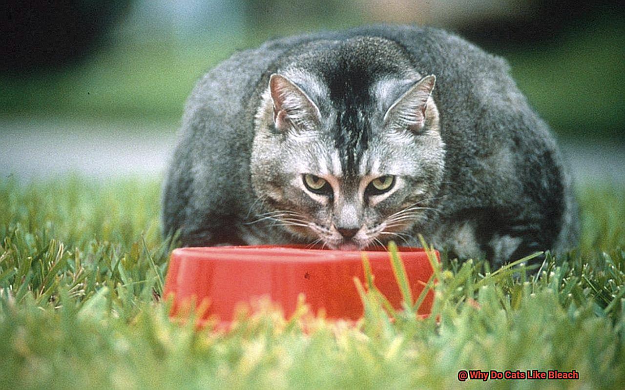Why Do Cats Like Bleach-2