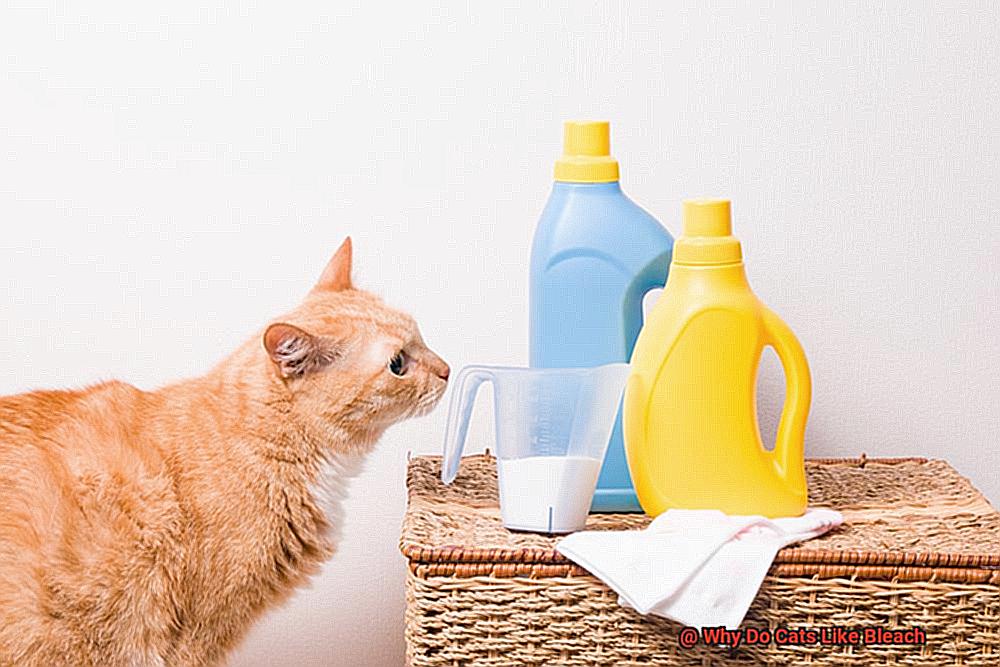 Why Do Cats Like Bleach-3