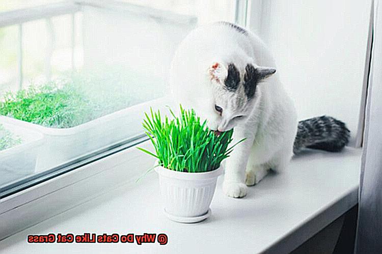 View of Why Do Cats Like Cat Grass? - 21Cats.org