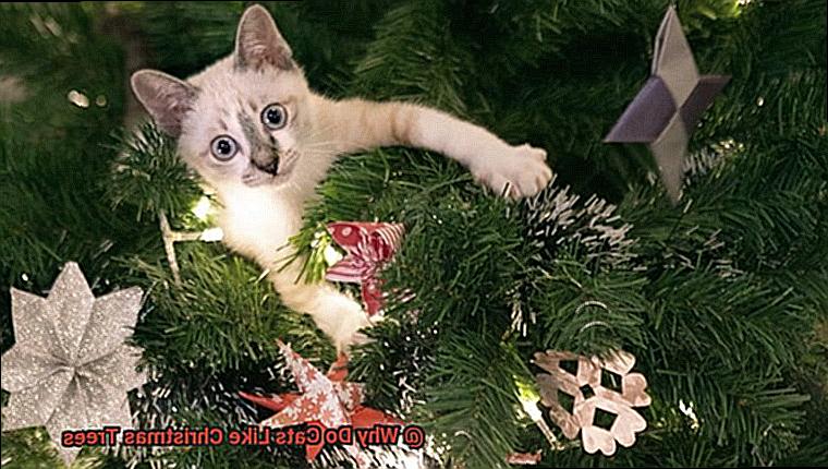 Why Do Cats Like Christmas Trees-12