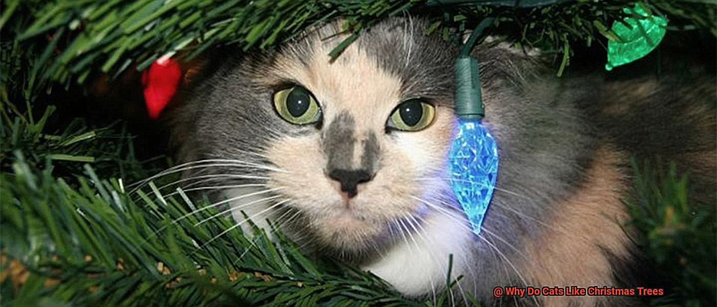 Why Do Cats Like Christmas Trees-9