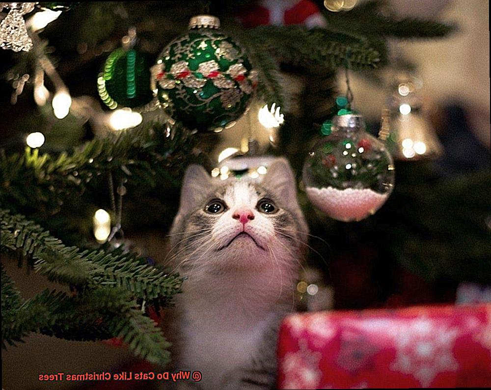Why Do Cats Like Christmas Trees-6