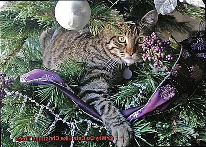Why Do Cats Like Christmas Trees-10