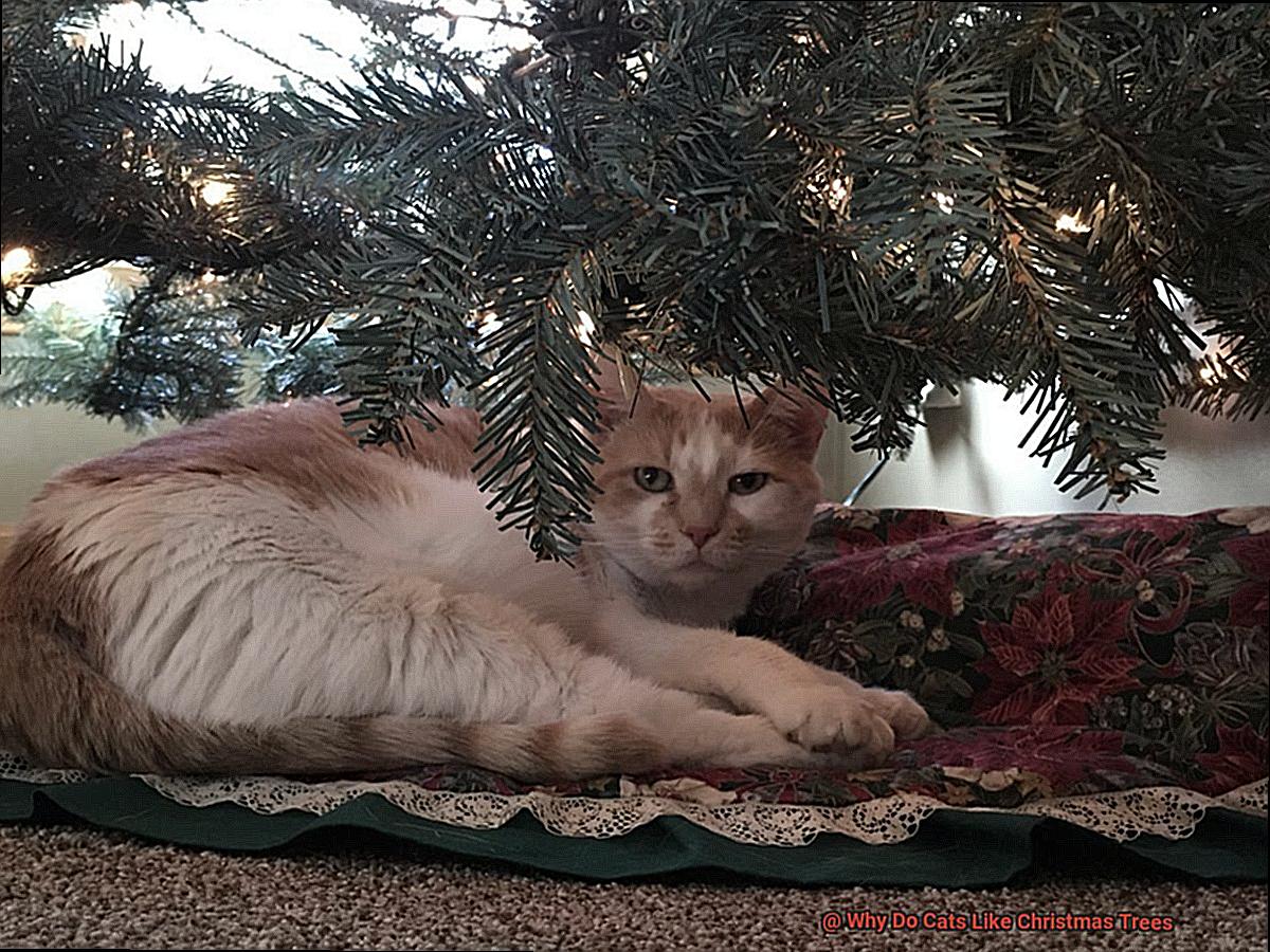 Why Do Cats Like Christmas Trees-3