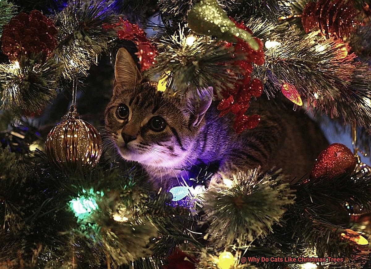 Why Do Cats Like Christmas Trees-4