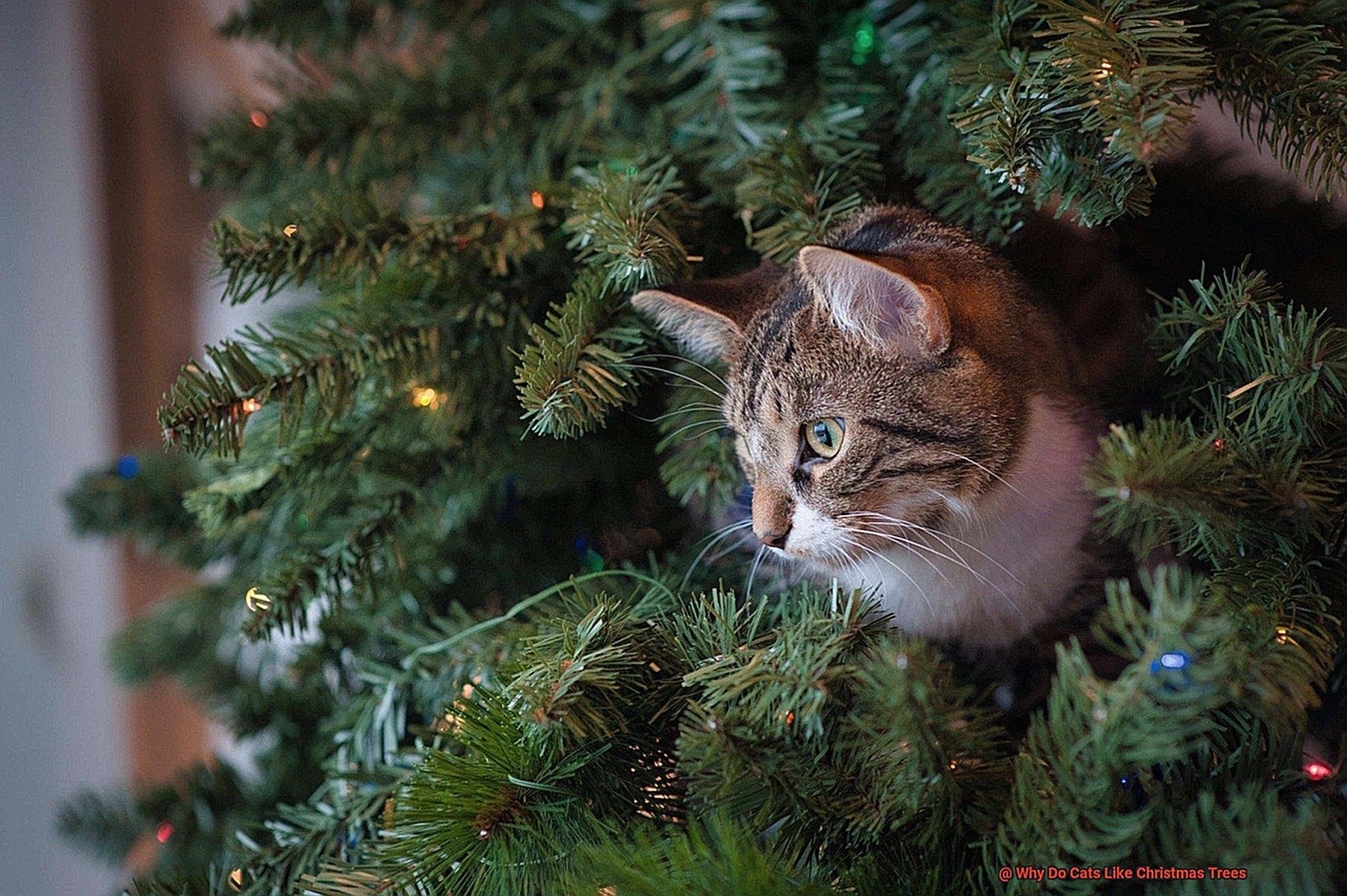 Why Do Cats Like Christmas Trees-5