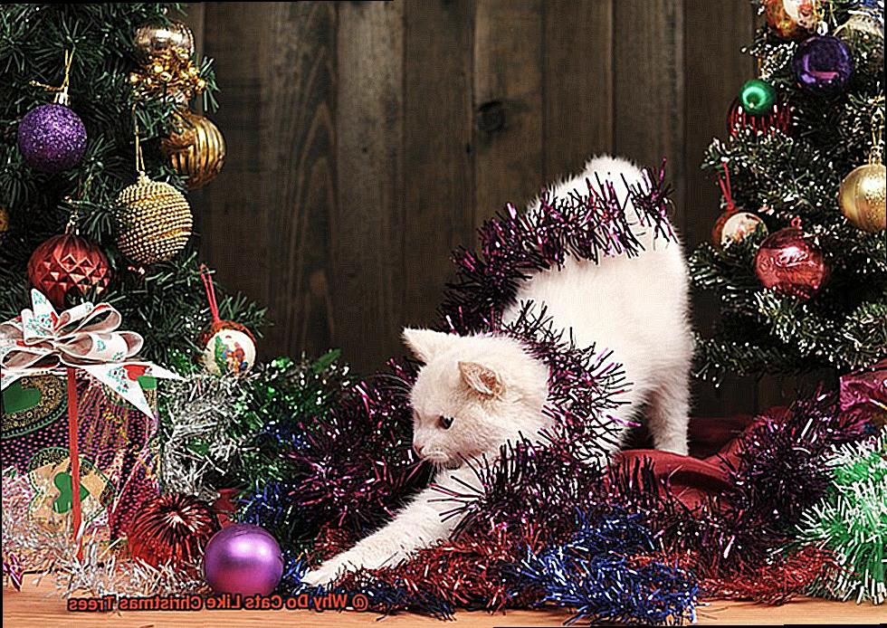 Why Do Cats Like Christmas Trees-11