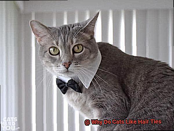 Why Do Cats Like Hair Ties-2