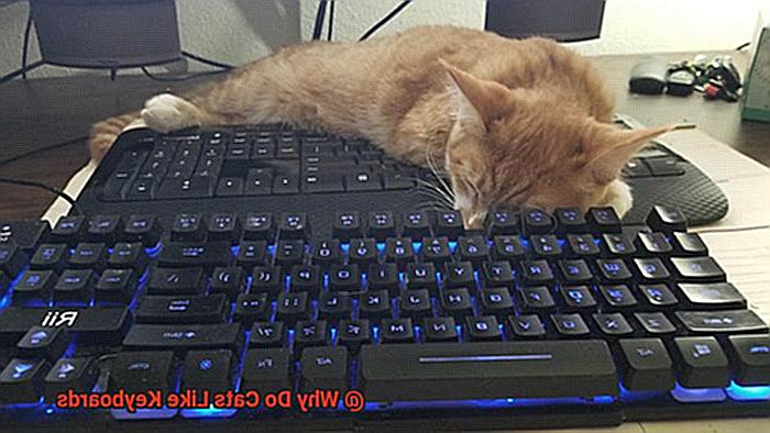 Why Do Cats Like Keyboards-2