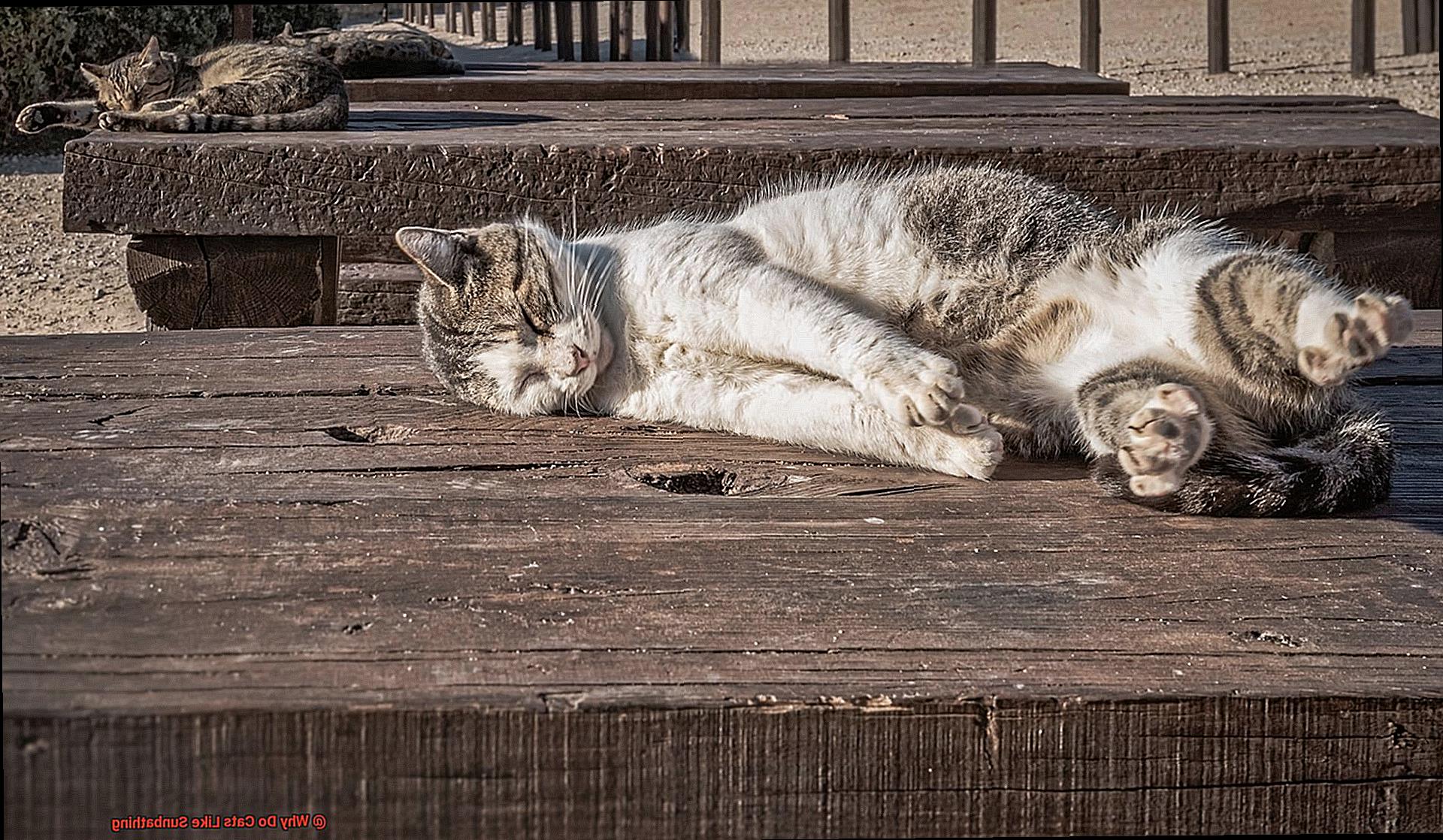 Why Do Cats Like Sunbathing-4